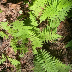 3 New York Fern Bare Root Plants - Thelypteris Noveboracensis - 1-2 ft Tall - Image 8