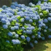 3 Nikko Blue Hydrangea Bush 12-24in Tall – Live Bare Root Plants – Outdoor - Image 1