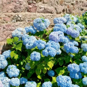 3 Nikko Blue Hydrangea Bush 12-24in Tall – Live Bare Root Plants – Outdoor - Image 2