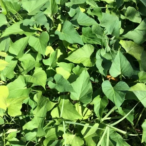 3 Okinawa Purple Sweet Potato Live Plants - Organic Edible Vegetable Slips - Image 8