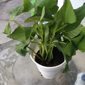 3 Okinawa Purple Sweet Potato Plants - Organic Slips for Planting, Full Sun - Image 10