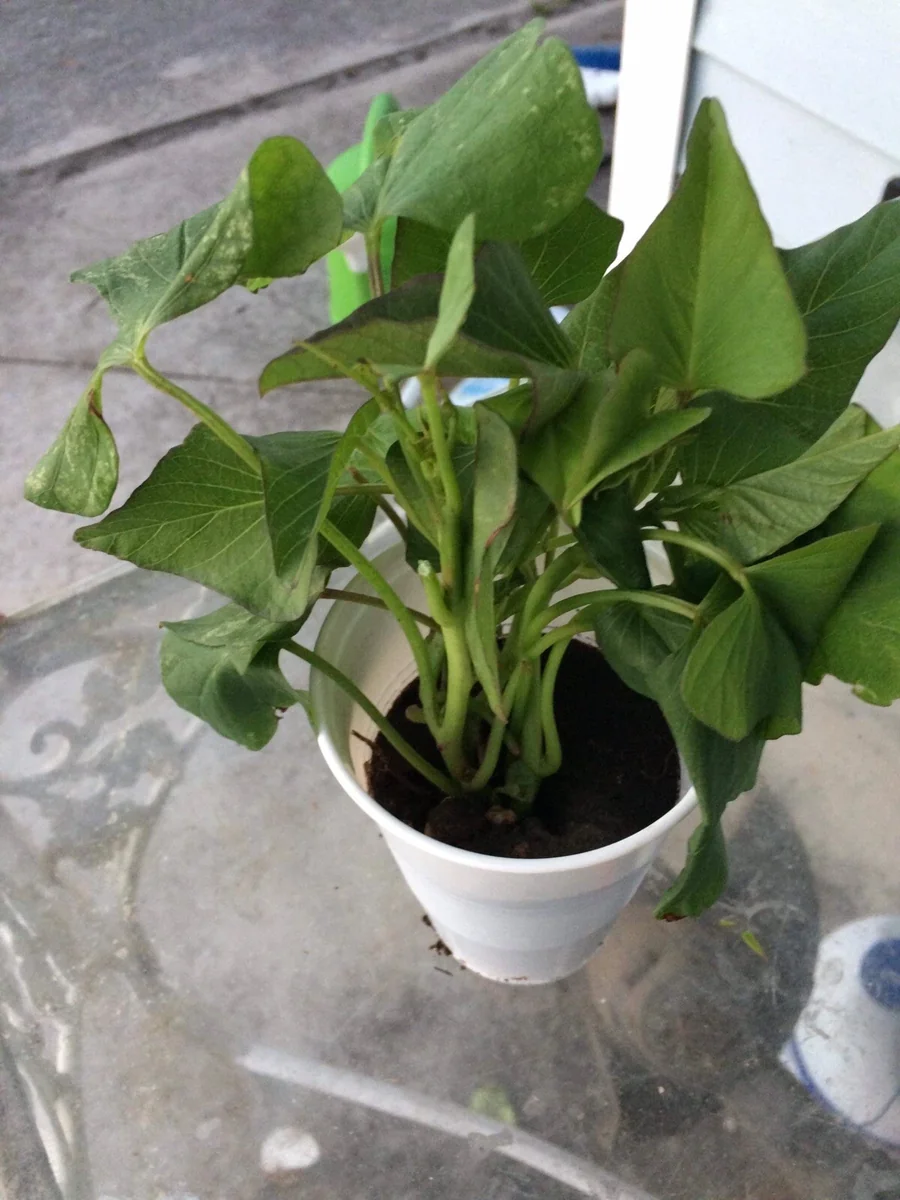 3 Okinawa Purple Sweet Potato Plants - Organic Slips for Planting, Full Sun - Image 10