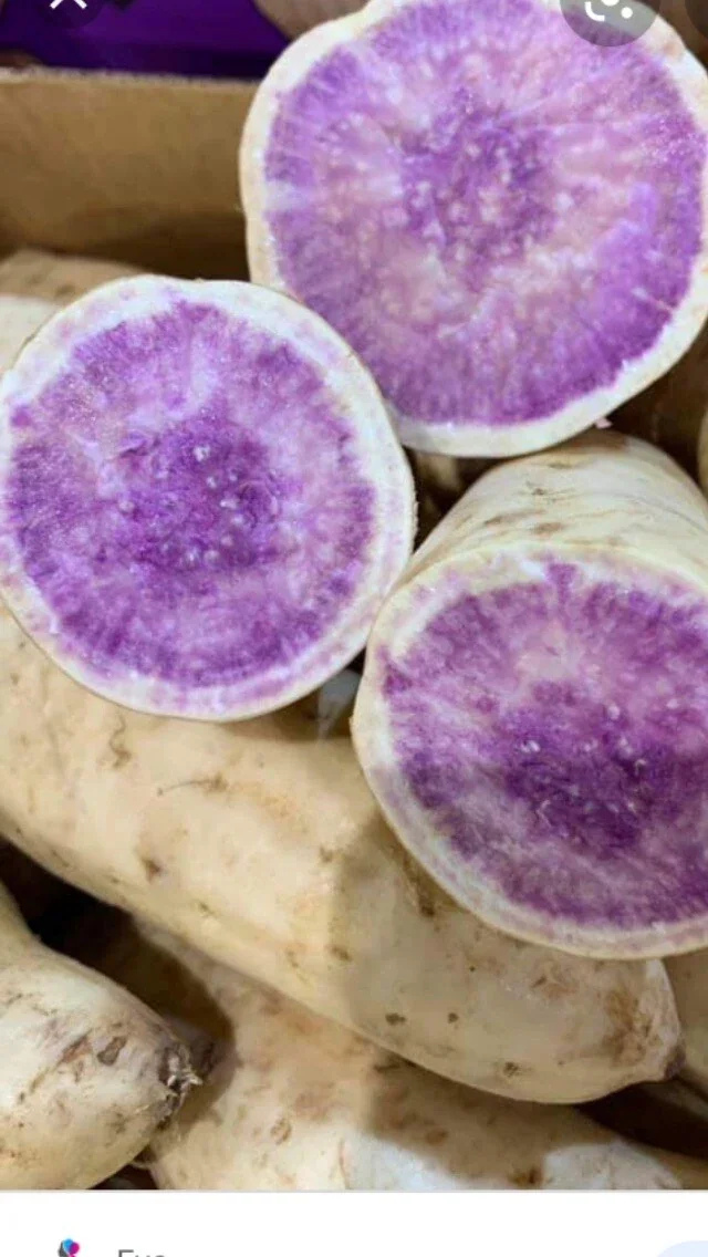 3 Okinawa Purple Sweet Potato Plants - Organic Slips for Planting, Full Sun - Image 5