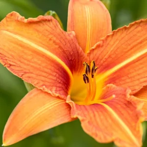 3 Orange Daylily Bare Root Plants - Water Garden Perennial - Image 7