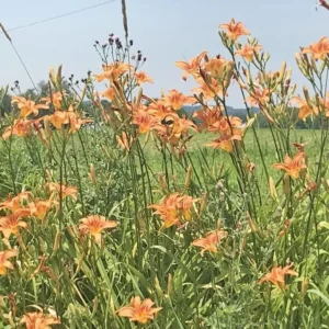 3 Orange Daylily Bare Root Plants - Water Garden Perennial - Image 9