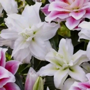 3 Oriental Double Lily Flower Bulbs - Mixed Color Perennial Lilies - Image 1