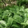 3 Ostrich Fern Bare Root – Matteuccia Struthiopteris Perennial Wildflower Transplant - Image 1