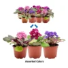 3-Pack African Violet Live Plants - Ruffled Blooming Flowers, 4-inch Pots - Image 1