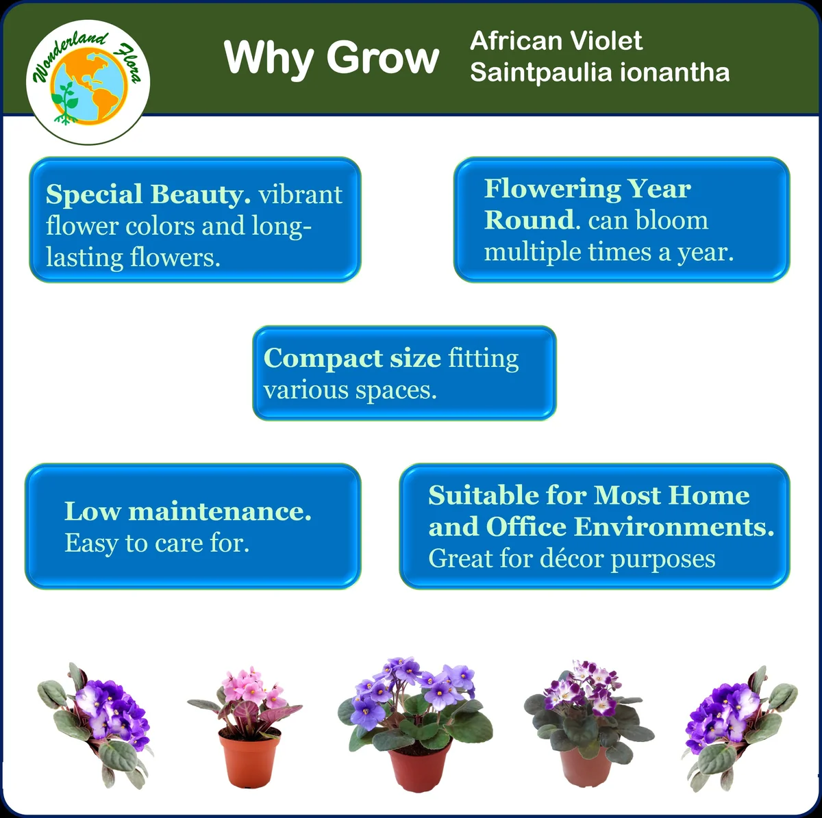 3-Pack African Violet Live Plants - Ruffled Blooming Flowers, 4-inch Pots - Image 4