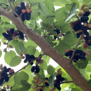 3 Pakistan Mulberry Tree Starter Plugs - Morus macroura Live Fruit Trees, USDA Zones 7-10 - Image 3