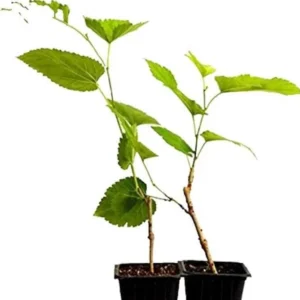 3 Pakistan Mulberry Tree Starter Plugs - Morus macroura Live Fruit Trees, USDA Zones 7-10 - Image 7