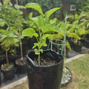 3 Panama Red Passion Fruit Starter Plants - Live Tropical Vine - Edible Fruit - Image 4