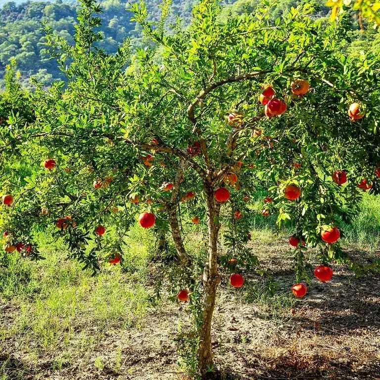 3 Parfianka Pomegranate Tree Starter Plants - Punica granatum 'Parfianka' Live - Image 4