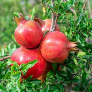 3 Parfianka Pomegranate Tree Starter Plants - Punica granatum 'Parfianka' Live - Image 5