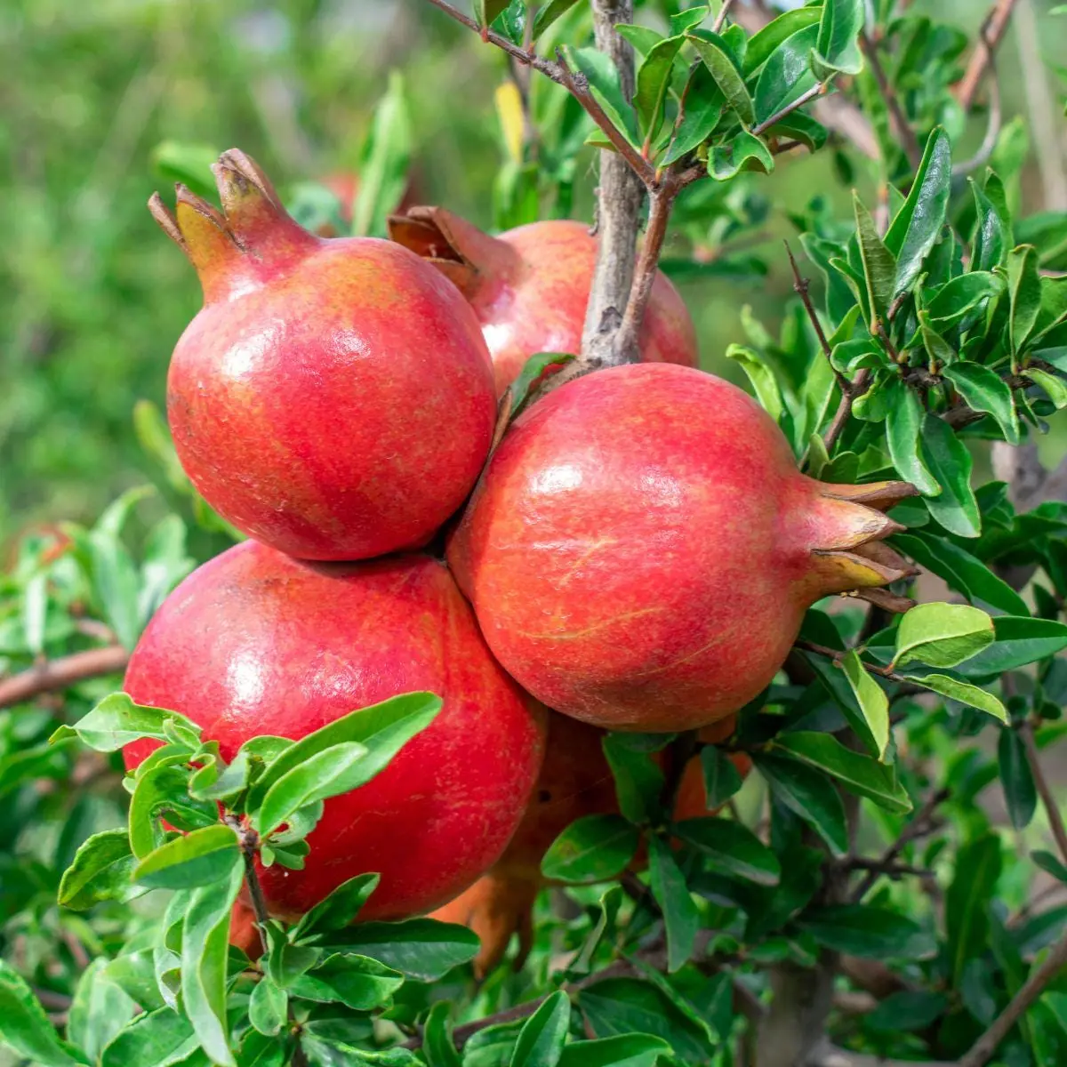 3 Parfianka Pomegranate Tree Starter Plants - Punica granatum 'Parfianka' Live - Image 5