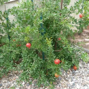 3 Parfianka Pomegranate Tree Starter Plants - Punica granatum 'Parfianka' Live - Image 7