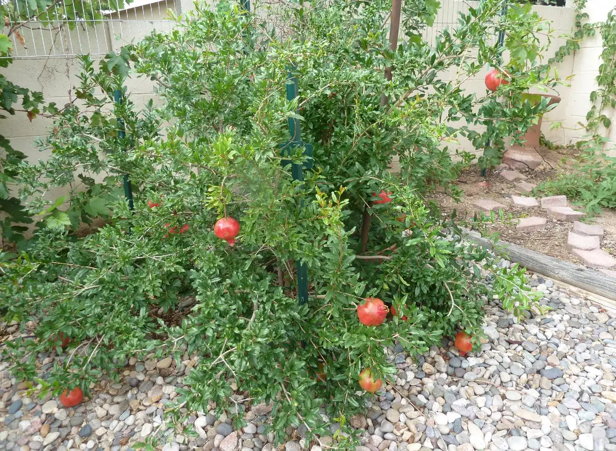 3 Parfianka Pomegranate Tree Starter Plants - Punica granatum 'Parfianka' Live - Image 7