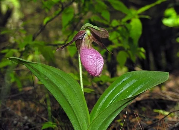 3 Pink Lady's Slipper Orchid Live Bare Root Plant - Cypripedium Acaule - Blooming Size - Image 4