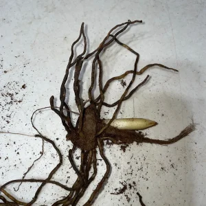 3 Pink Lady's Slipper Orchid Live Bare Root Plant - Cypripedium Acaule - Blooming Size - Image 5