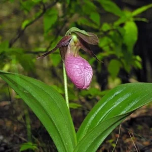 3 Pink Lady's Slipper Orchid Live Plant - Cypripedium Acaule - Blooming Size - Image 4