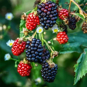 3 Ponca Thornless Blackberry Live Plant – Sweet, High Yield Starter Plugs - Image 6