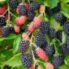 3 Prime Ark 45 Blackberry Plant Bare Root – Primocane Fruiting Bush – Outdoor - Image 1