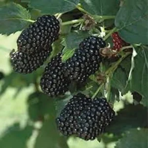 3 Prime Ark 45 Blackberry Plant Bare Root – Primocane Fruiting Bush – Outdoor - Image 2