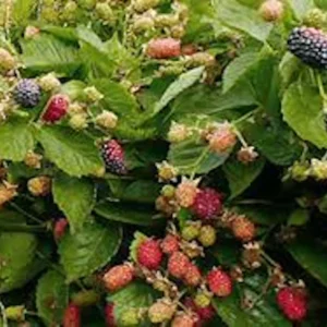 3 Prime Ark 45 Blackberry Plant Bare Root – Primocane Fruiting Bush – Outdoor - Image 3