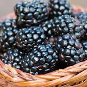 3 Prime Ark 45 Blackberry Plant Bare Root – Primocane Fruiting Bush – Outdoor - Image 4