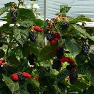 3 Prime Ark Freedom Blackberry Live Plant – Thornless Fruit Bush – Bare Root - Image 2