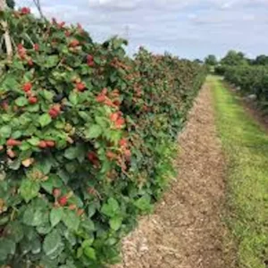3 Prime Ark Freedom Blackberry Live Plant – Thornless Fruit Bush – Bare Root - Image 3