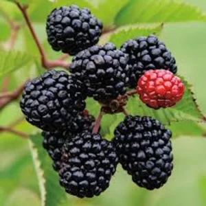 3 Prime Ark Freedom Blackberry Live Plant – Thornless Fruit Bush – Bare Root - Image 1