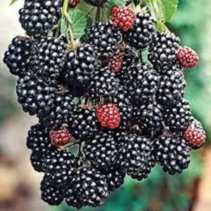 3 Prime Ark Freedom Blackberry Live Plant – Thornless Fruit Bush – Bare Root - Image 4