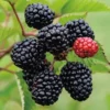 3 Prime Ark Freedom Blackberry Plant Thornless Rubus Starter Plant Bare Root Fruit Bush - Image 1