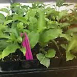 3 Purple Passion Fruit Starter Live Plant Possum Passiflora edulis Self-Fertile - Image 3