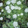 3 Queen Anne's Lace Bare Root Plants - Daucus Carota Medicinal Herb - Image 1