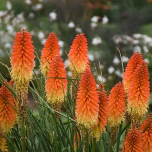 3 Red Hot Poker Perennial Plants - Bareroot, Full Sun, Pollinator - Image 1