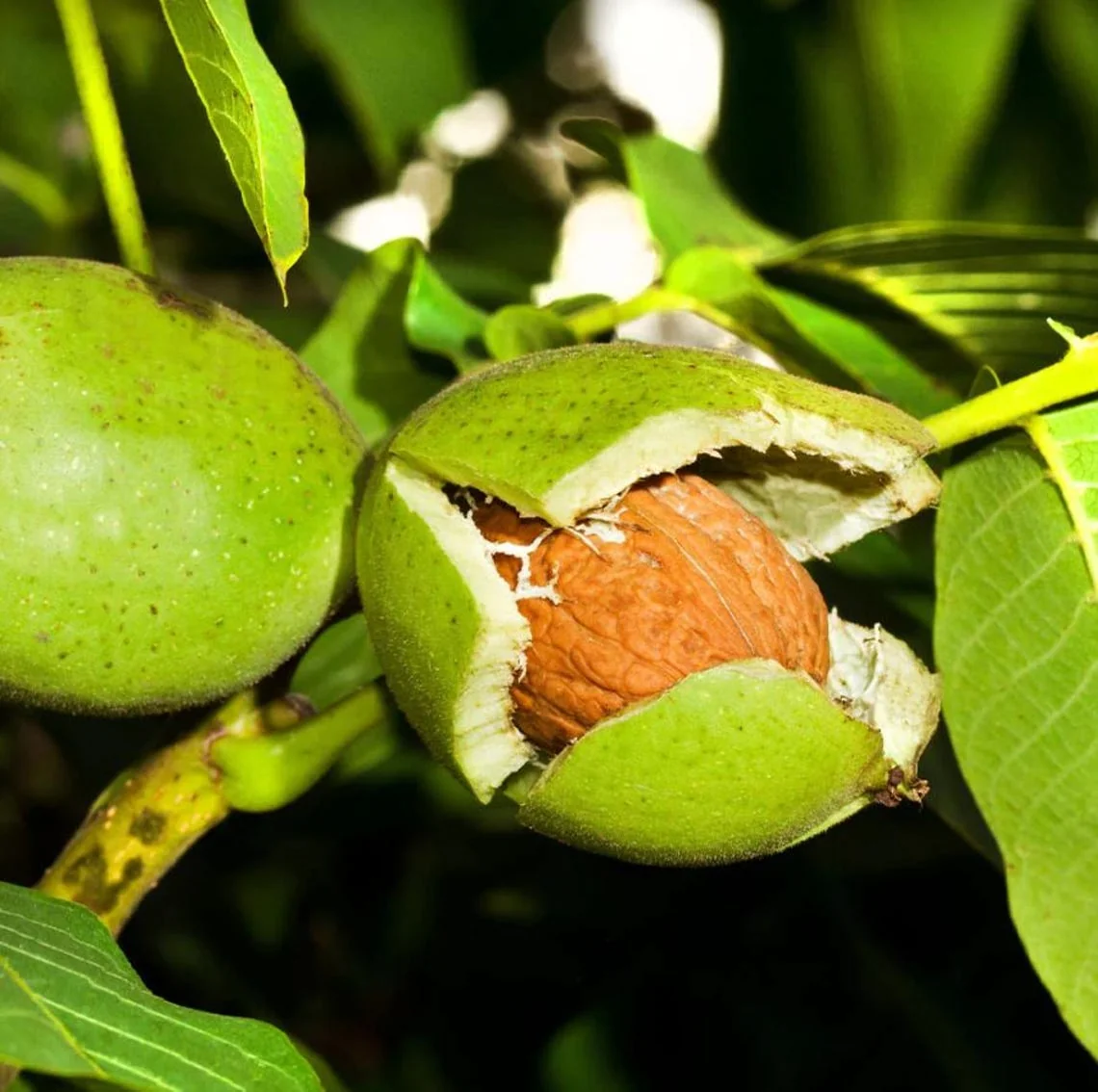3 Red Yellow Daylily Bare Roots - Hardy Hemerocallis Plants for Gardens - Image 2