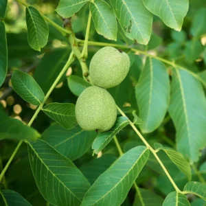 3 Red Yellow Daylily Bare Roots - Hardy Hemerocallis Plants for Gardens - Image 3
