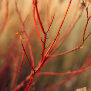 3 Red & Yellow Daylily Bare Roots - Hemerocallis Live Plant - Outdoor, Hardy - Image 2