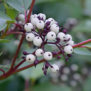 3 Red & Yellow Daylily Bare Roots - Hemerocallis Live Plant - Outdoor, Hardy - Image 3