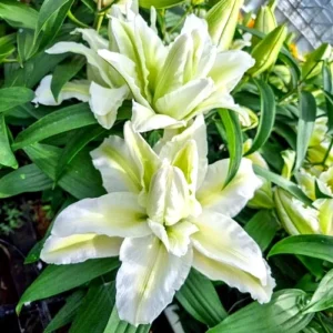 3 Rose Lily Flower Bulbs - Mixed Pink & White Double Flowers Outdoor - Image 10