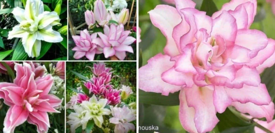3 Rose Lily Flower Bulbs - Mixed Pink & White Double Flowers Outdoor - Image 11