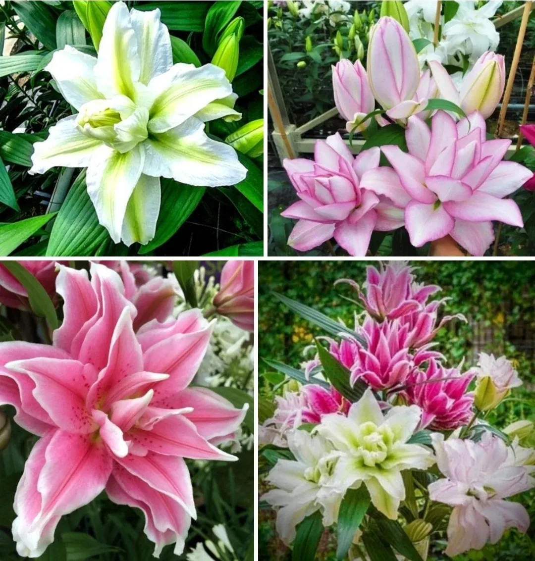 3 Rose Lily Flower Bulbs - Mixed Pink & White Double Flowers Outdoor - Image 3