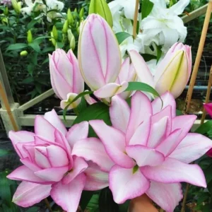 3 Rose Lily Flower Bulbs - Mixed Pink & White Double Flowers Outdoor - Image 4