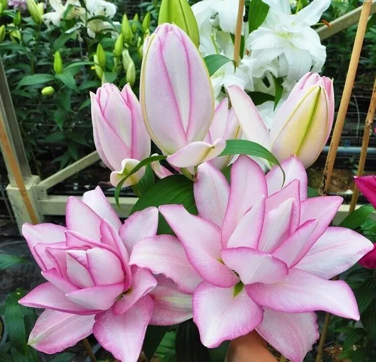 3 Rose Lily Flower Bulbs - Mixed Pink & White Double Flowers Outdoor - Image 4