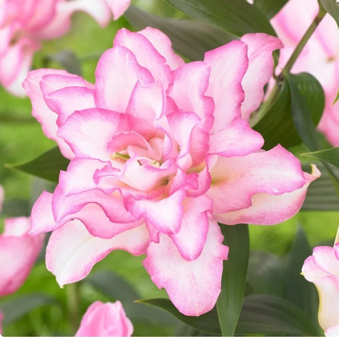 3 Rose Lily Flower Bulbs - Mixed Pink & White Double Flowers Outdoor - Image 7