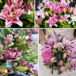 3 Rose Lily Flower Bulbs - Mixed Pink & White Double Flowers Outdoor - Image 8