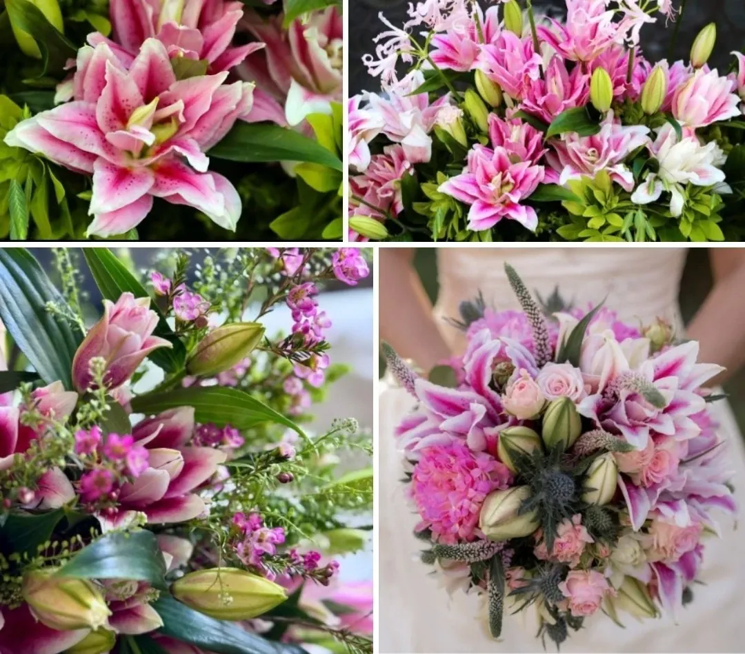 3 Rose Lily Flower Bulbs - Mixed Pink & White Double Flowers Outdoor - Image 8