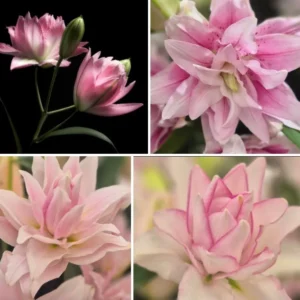 3 Rose Lily Flower Bulbs - Mixed Pink & White Double Flowers Outdoor - Image 9